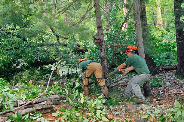 Reliable Mount Penn, PA Tree Service Solutions